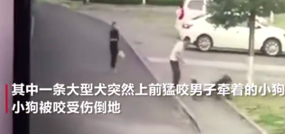 護狗反被咬-大黑狗狂咬向先生的小狗