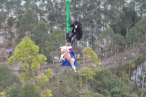 景區回應讓豬蹦極 稱思慮不周搞笑的是豬隨后就送屠宰場了