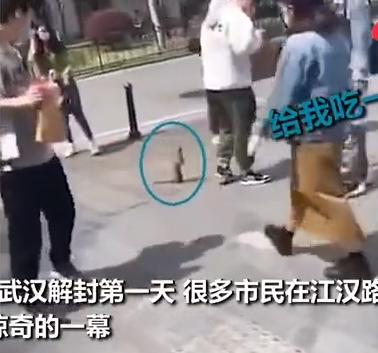 武漢街頭現黃鼠狼 武漢解封首日黃鼠狼上街討飯